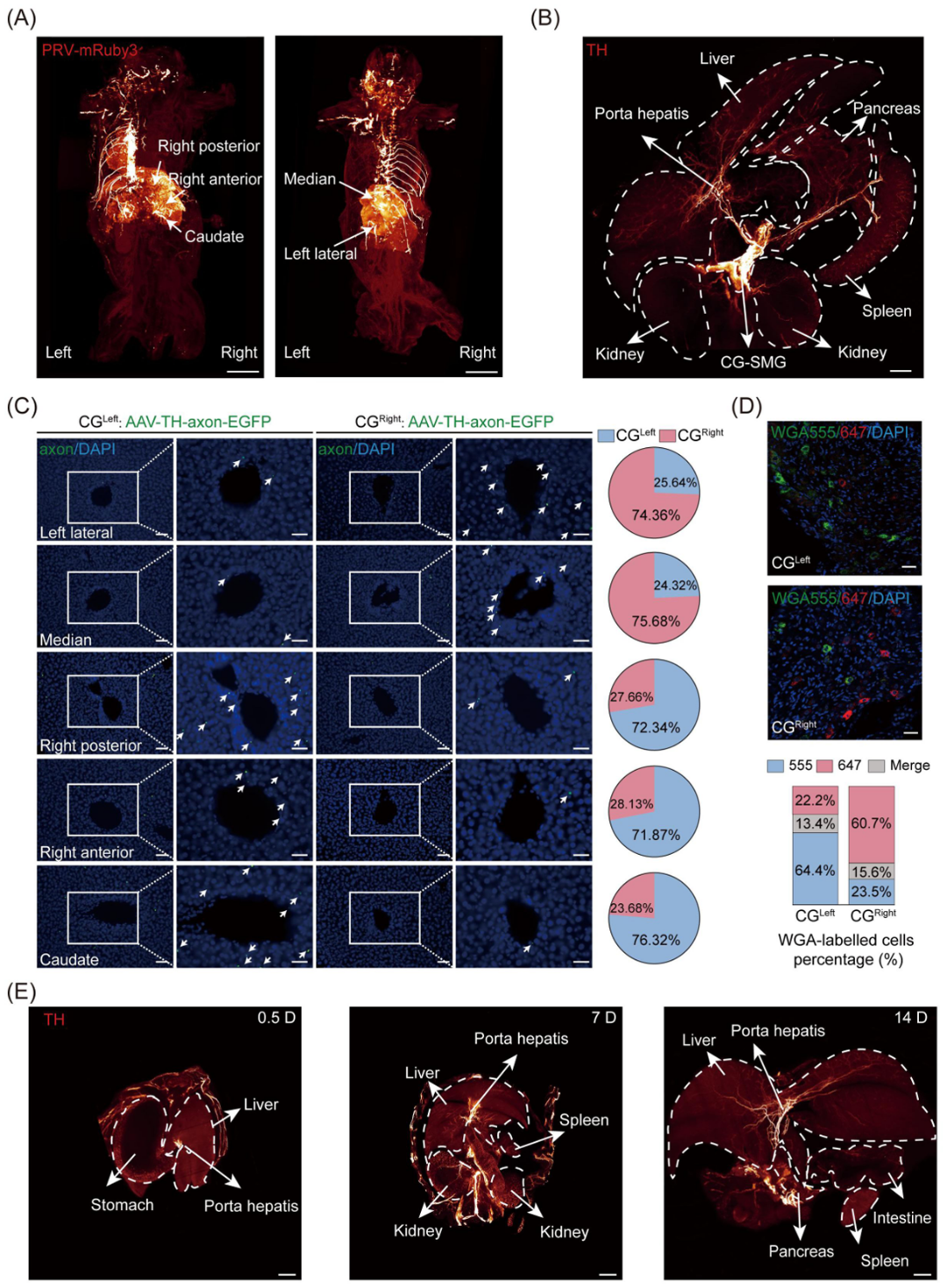 202603231735.png 4.png